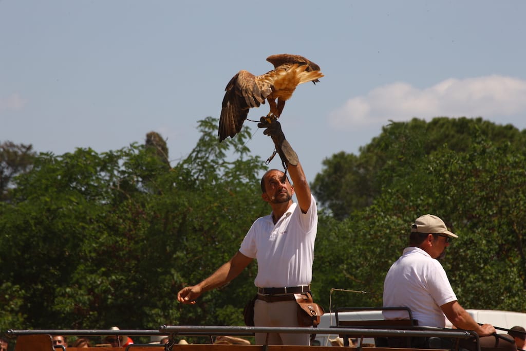 falconeria grosseto