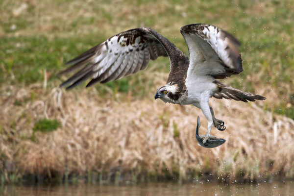 falconeria maremma toscana