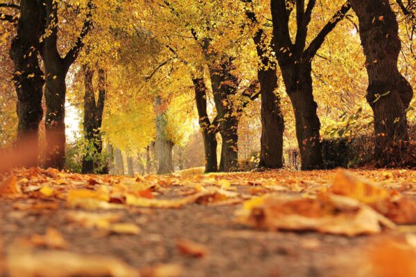 foliage toscana